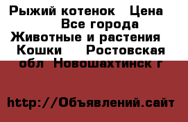 Рыжий котенок › Цена ­ 1 - Все города Животные и растения » Кошки   . Ростовская обл.,Новошахтинск г.